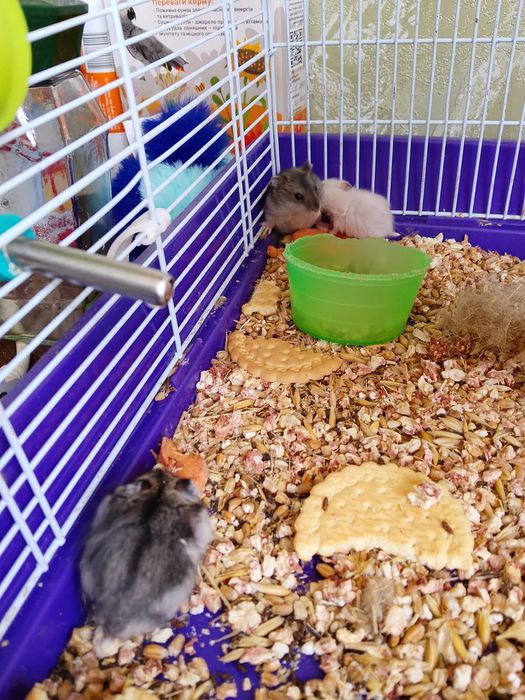 Джунгарский хомяк