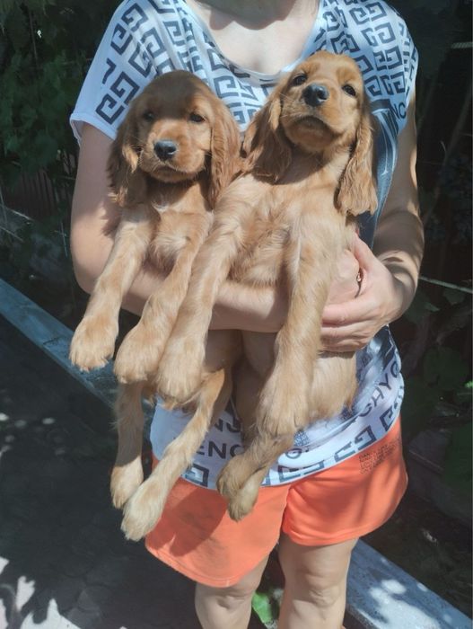 Цуценята Англійського Кокера