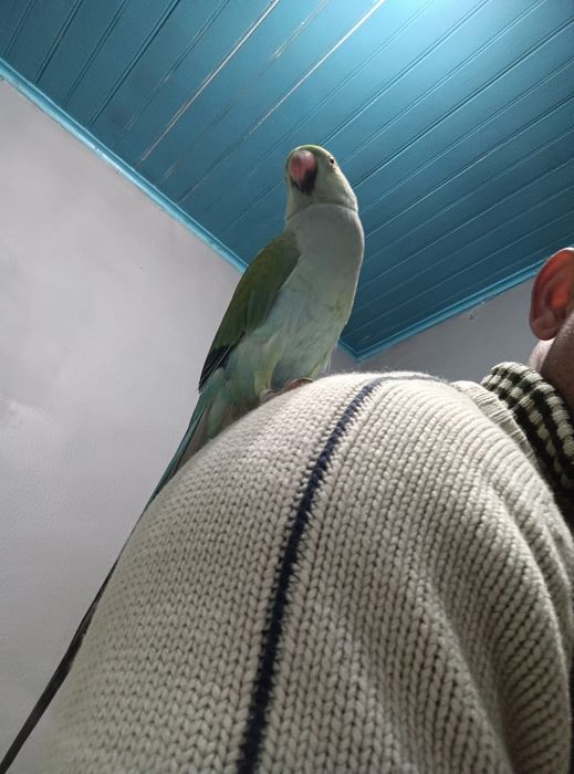 Casal de ring neck 300 €