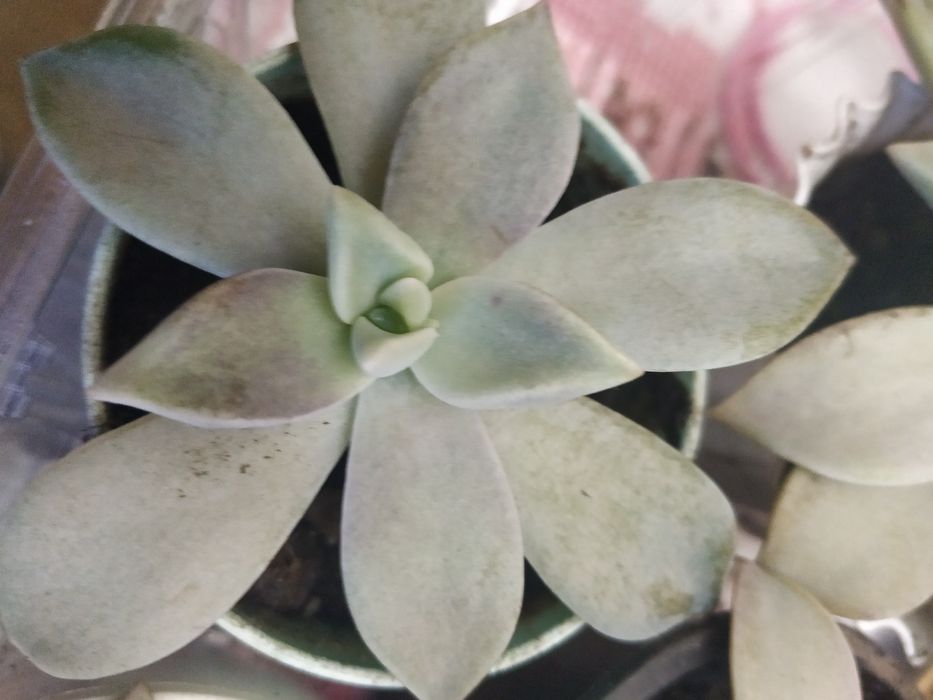 Красула кімнатна рослина вазонок ,денежное дерево