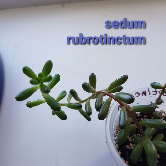 Седум,, хавортия гастеверия. Разные виды.