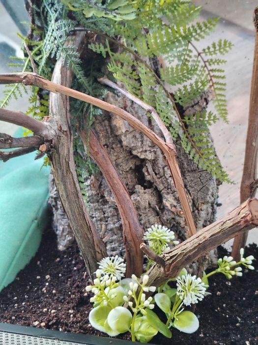 Terrarium dla patyczaka,liśca