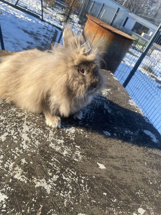 królik lwi (lionhead)