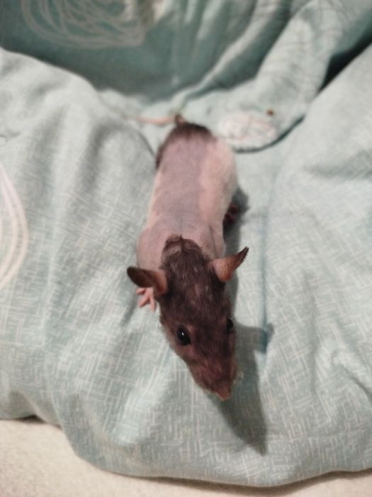 Щури, криси, гризуни