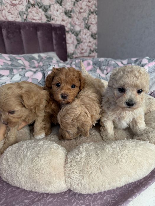 Собака мальтіпу, цуценята