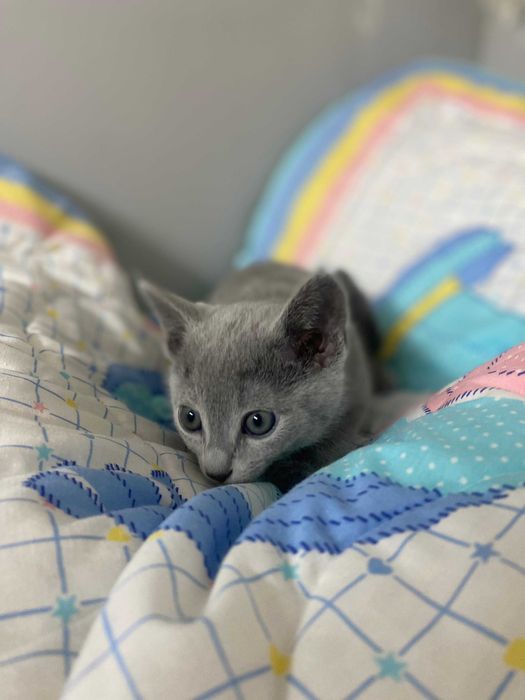 Kocurek Rosyjski Niebieski FPL