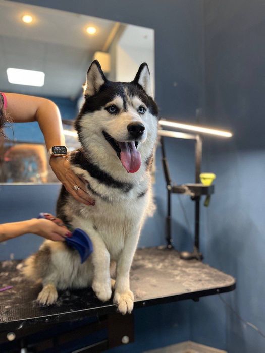 Курси.Навчання на Грумінг Майстра.Чернігів