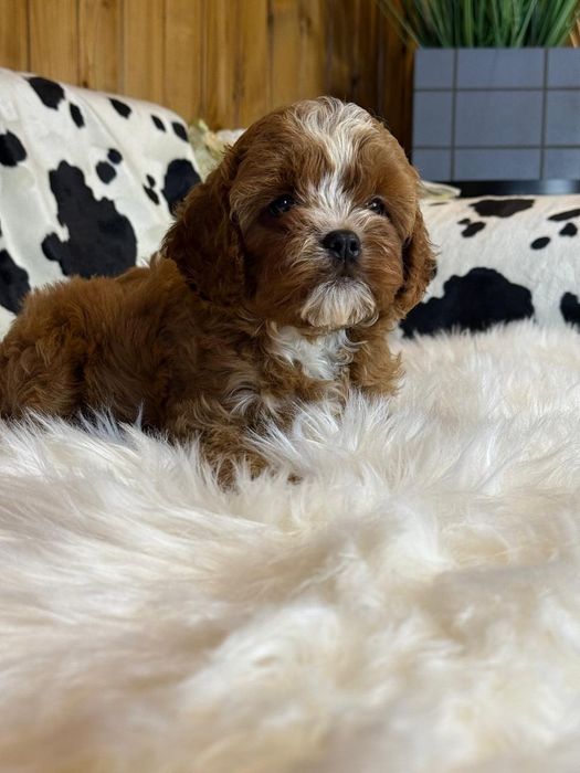 Хлопчик кавапу (Cavapoo)