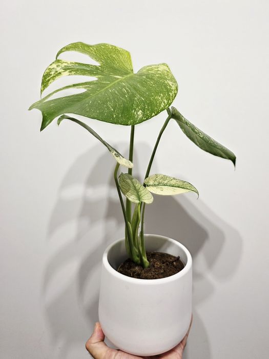 Monstera Deliciosa Mint