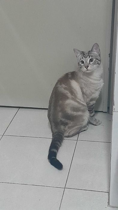 Gata acompanhante para doação