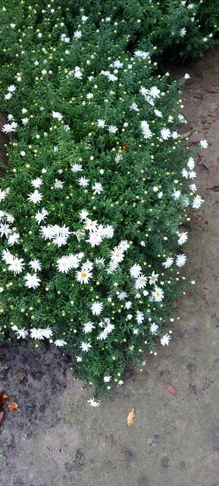 Білі низькорослі осінки або осіння айстра