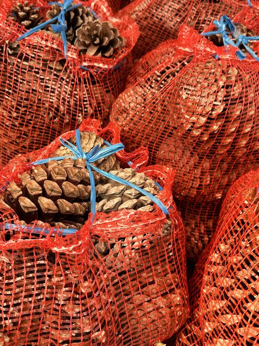 Pinhas para venda