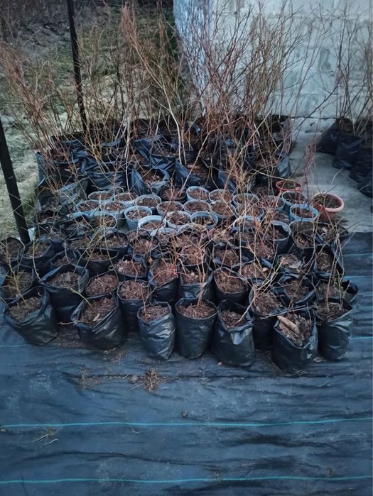 Продаж саджанців лохини