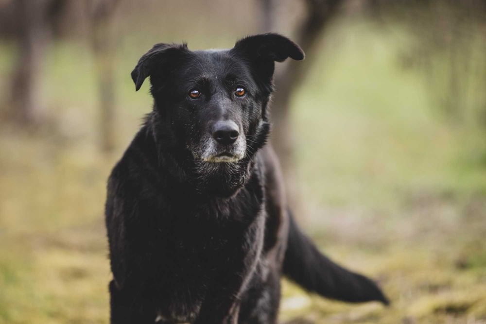 Nela - radosna i przyjacielska suczka szuka kochającego domu!