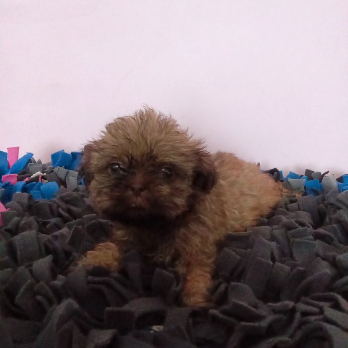 Malutka Shih tzu Gaga/domowa hodowla