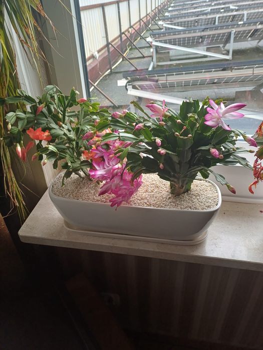 Grudnik roślina doniczkowa