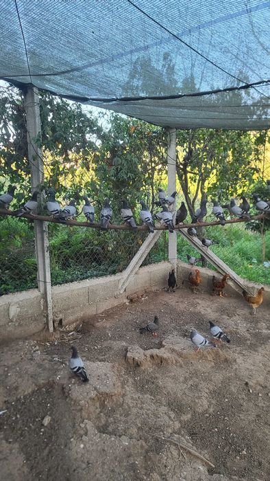 Vendo Pombos (demonstrado nas imagens)