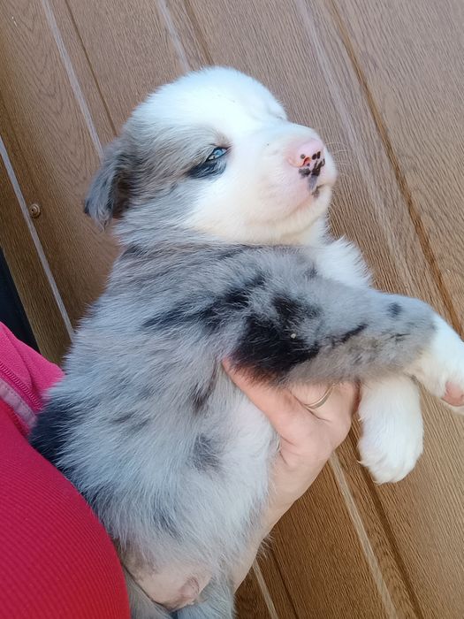 Border collie Blue Merle Tri Color,  czekoladowy, niebieskie oczy