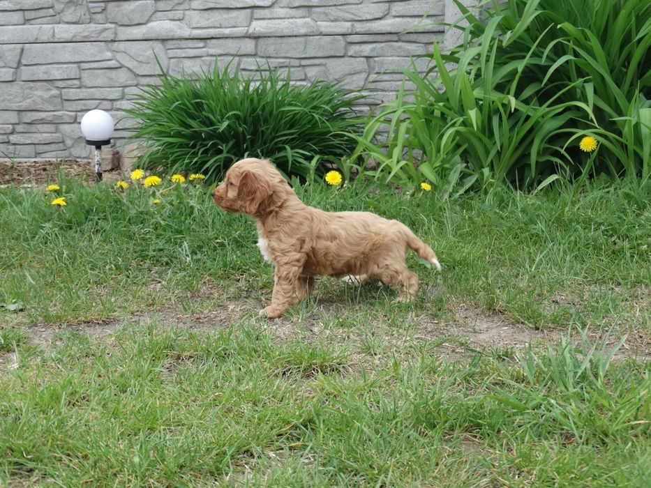 Cockapoo  dziewczyny