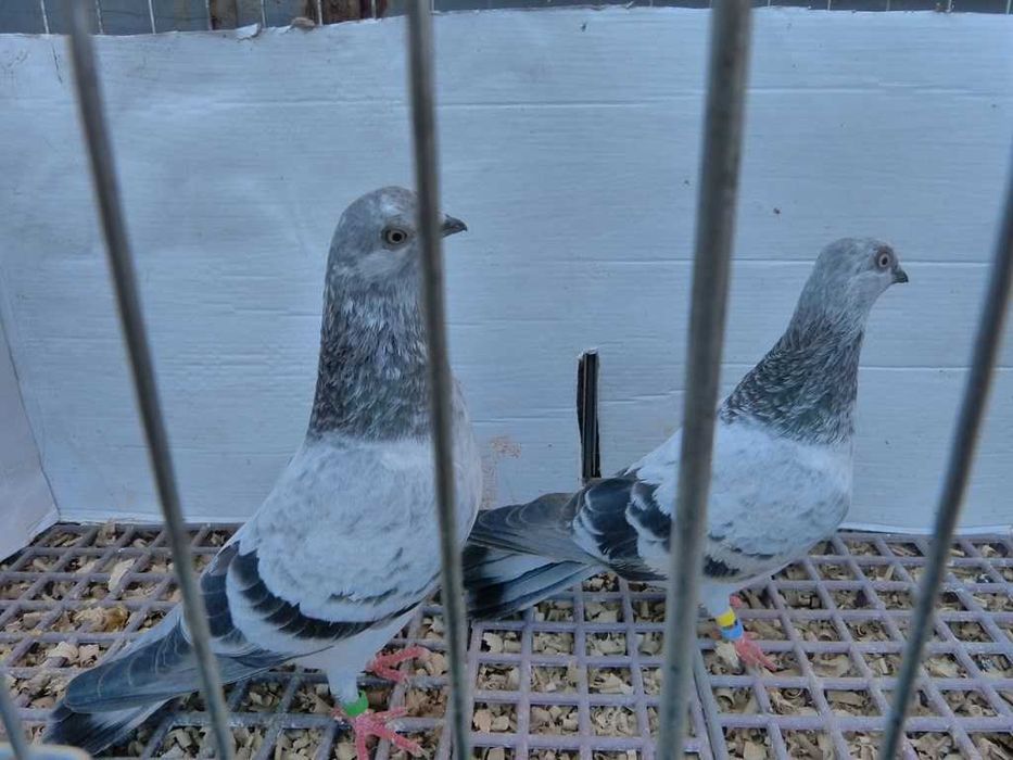 Gołębie Pantosze - Budapeszty Wysokolotne nr.2