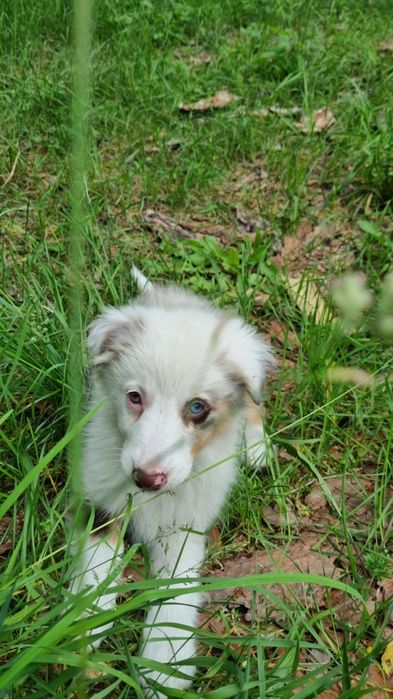 Border Collie suczka red merle