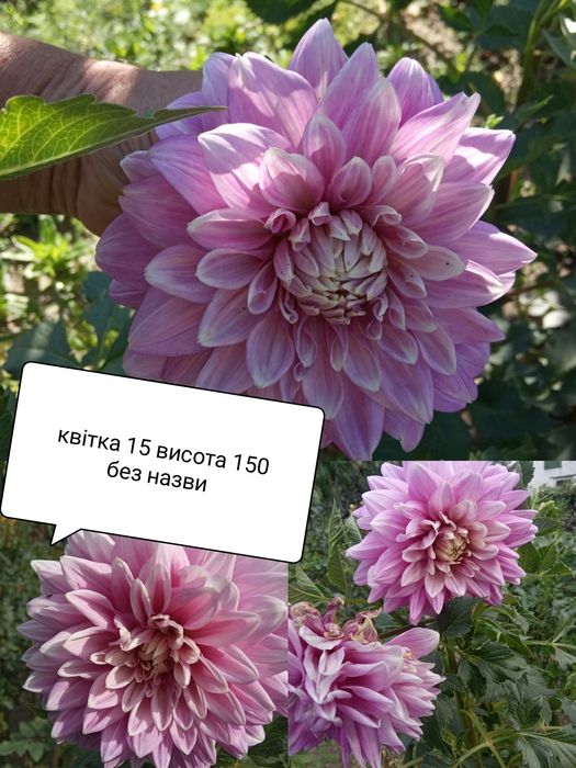 Продам Клубні жоржин