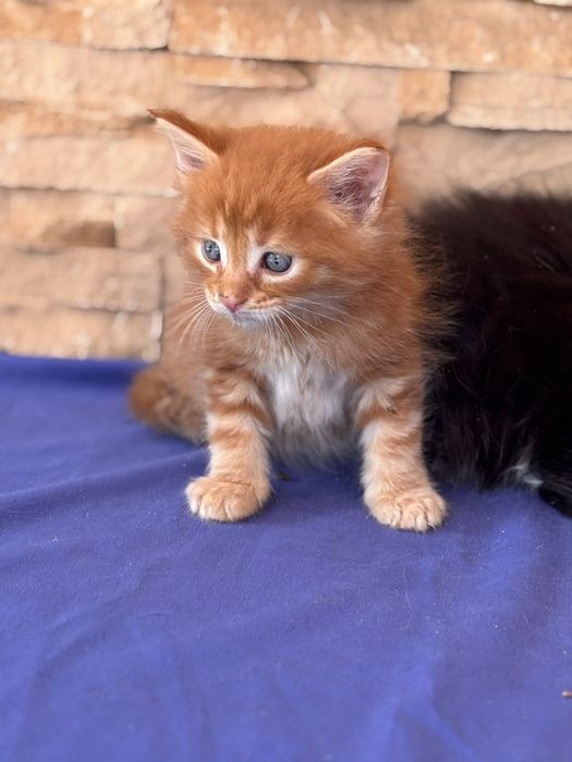 Мейкунчики ласковые котята.