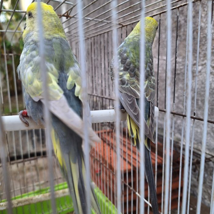 Piriquitos Arco-iris