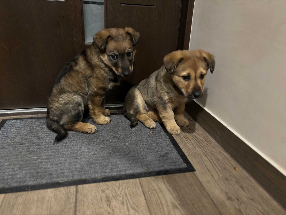 Pieski szczeniaczki do oddania w dobre ręce