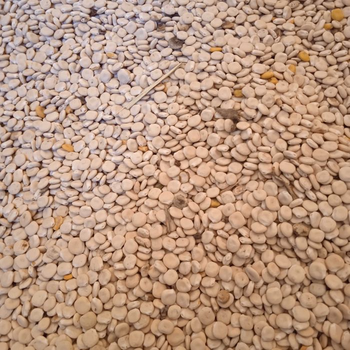 Люпин солодкій сорт Дега