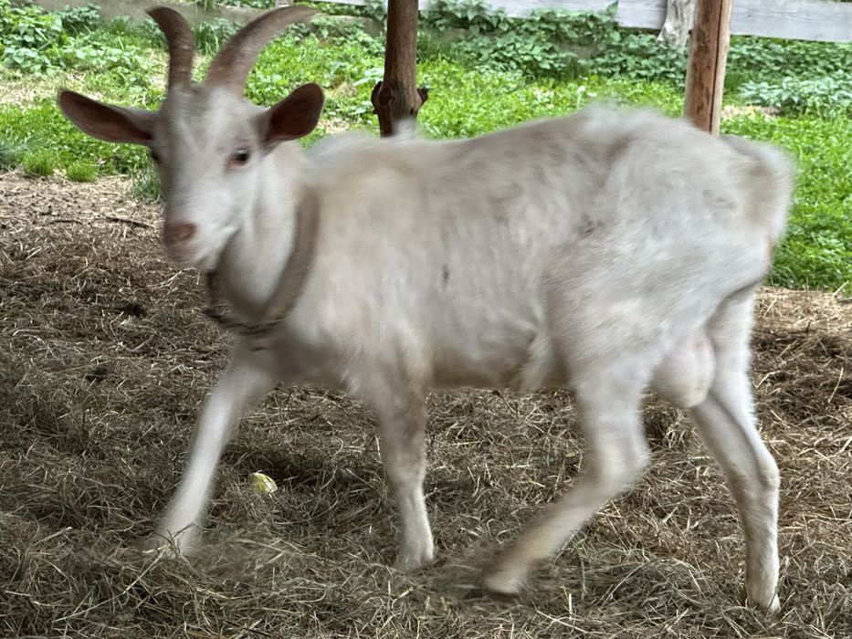 Kozioł rozpłodowy Krycie Saaneński