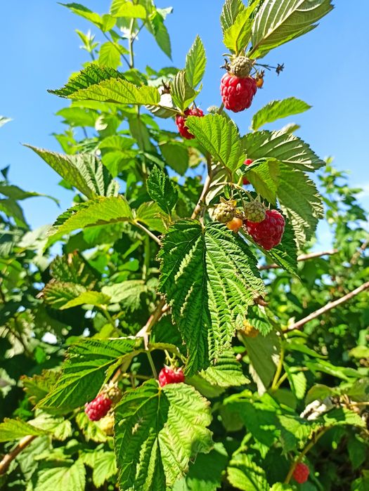Sadzonki malin Glen ample jesienne