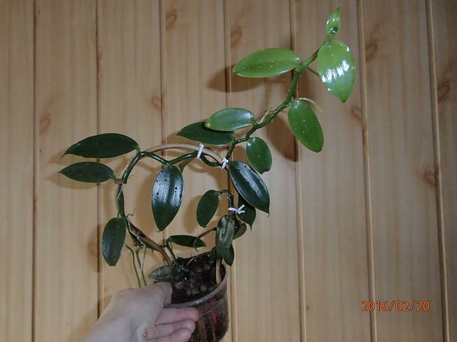 Storczyk Sadzonka wanilii w doniczce