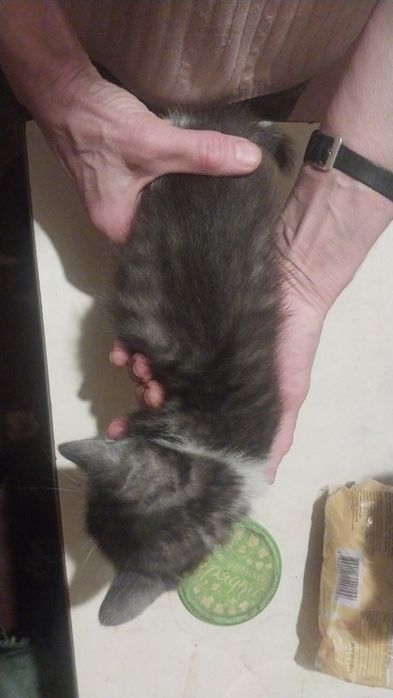 Котята 2 месяца мальчики