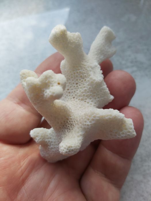 Kolekcjonerski okaz koralowca białego.