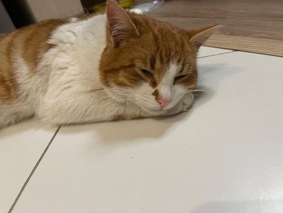 Отдам рыже-белого кота, молодой