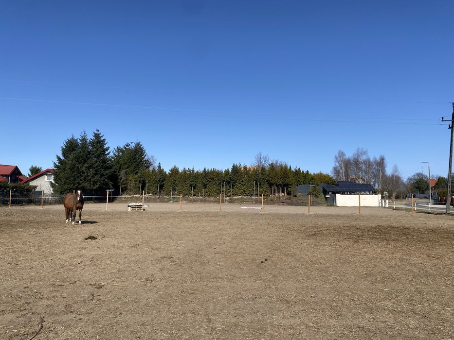 Obornik koński czysty