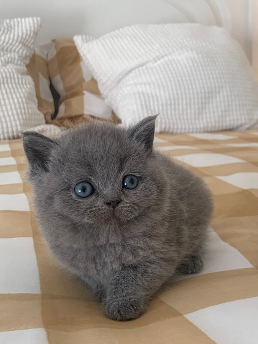 Gatinha British Shorthair Azul