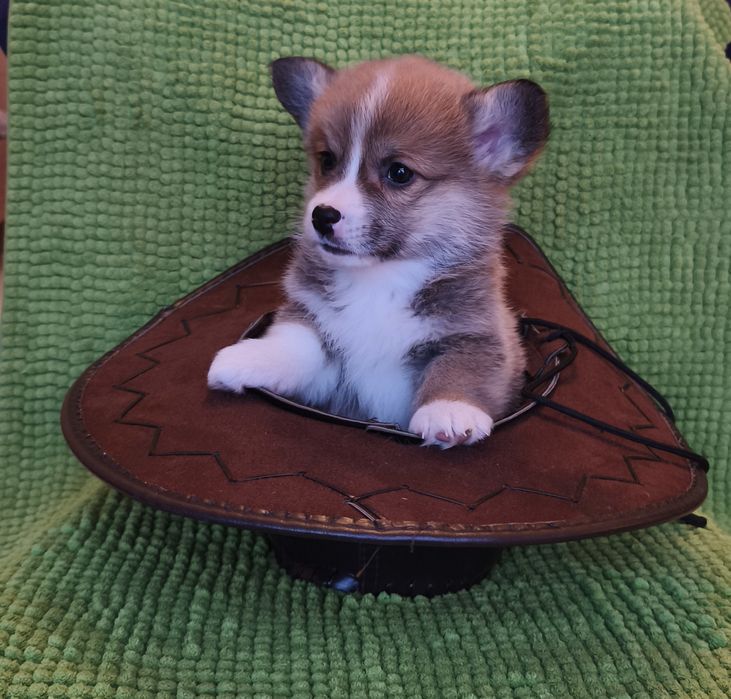 Щенки корги продаю