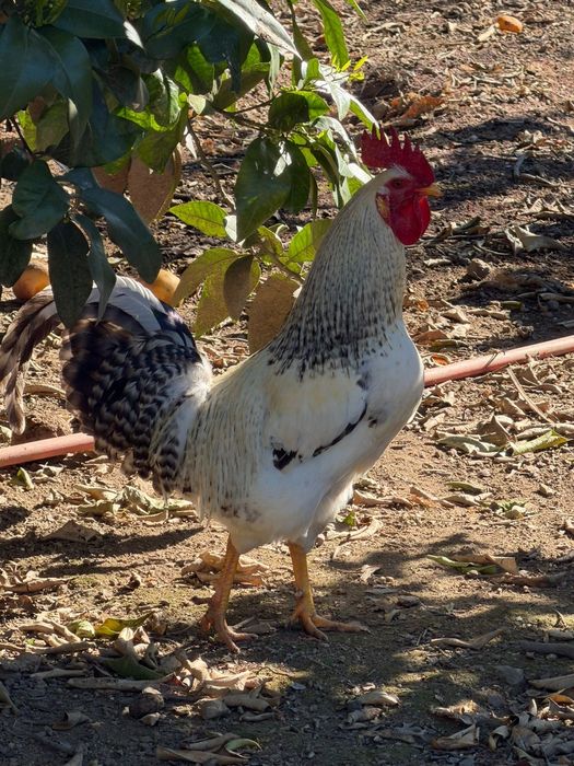 Tenho galos caseiros para vendaa