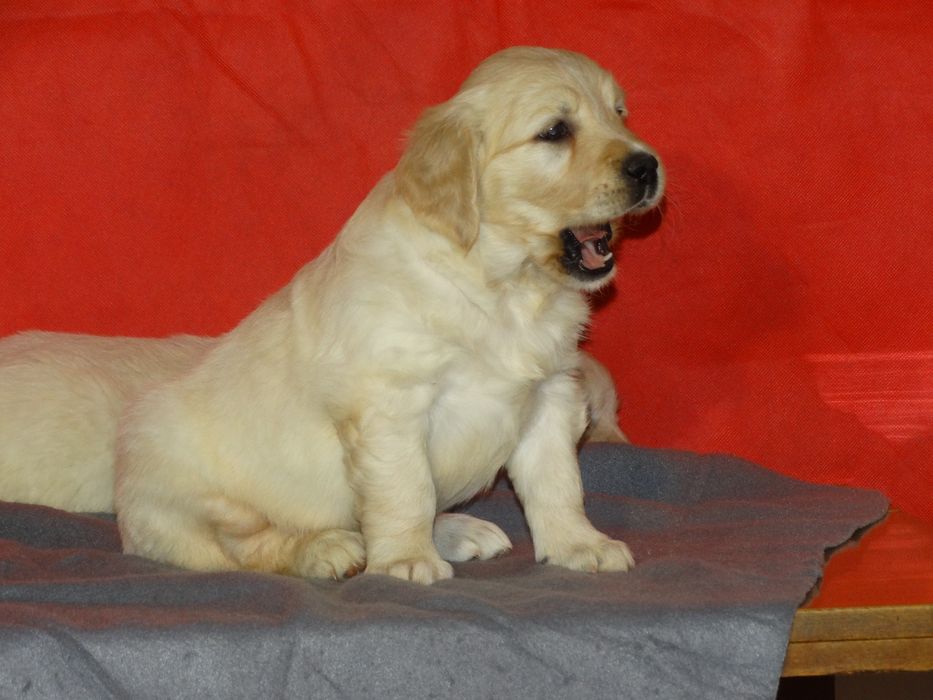 Golden retriever piesek jasno złoty