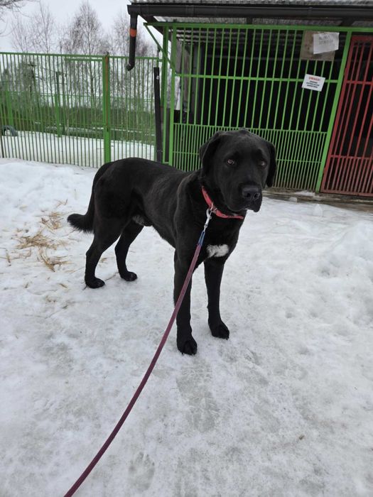 FIGARO - Schronisko dla Zwierząt w Ostródzie