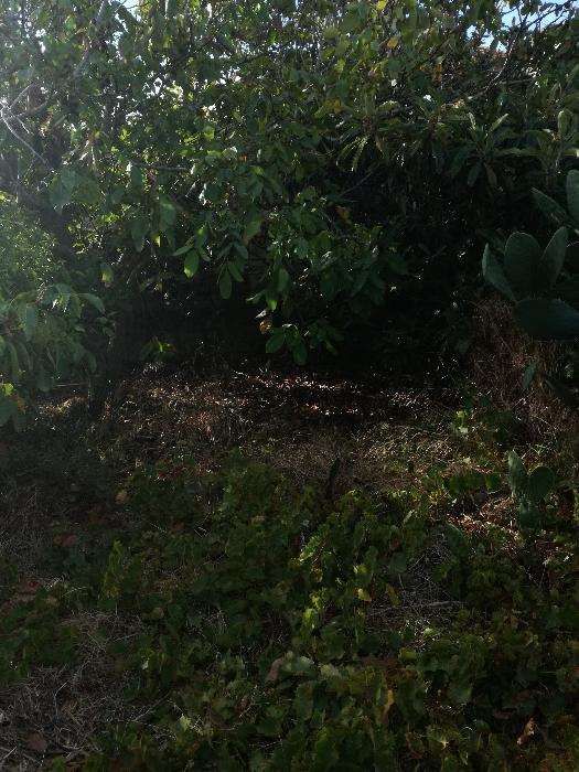 Serviço de limpezas de Terrenos e Corte de árvores.