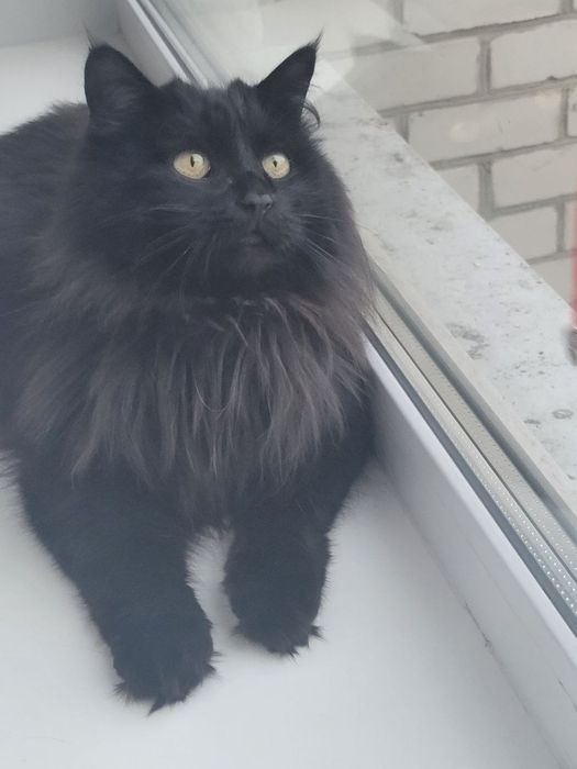 Кошка в хорошие руки СРОЧНО