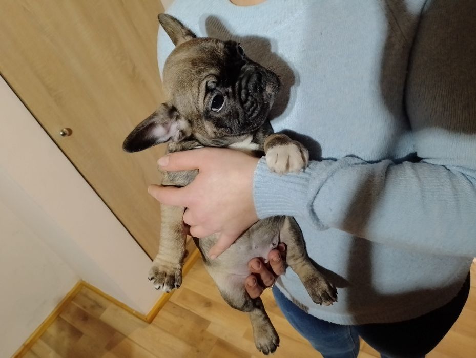 Buldożki francuskie