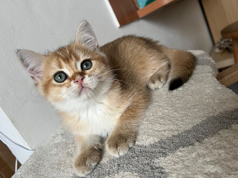 Британська золота Шиншила Котик