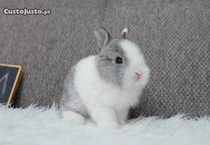 Coelhos anões+Gaiola nova+alimentação adequada