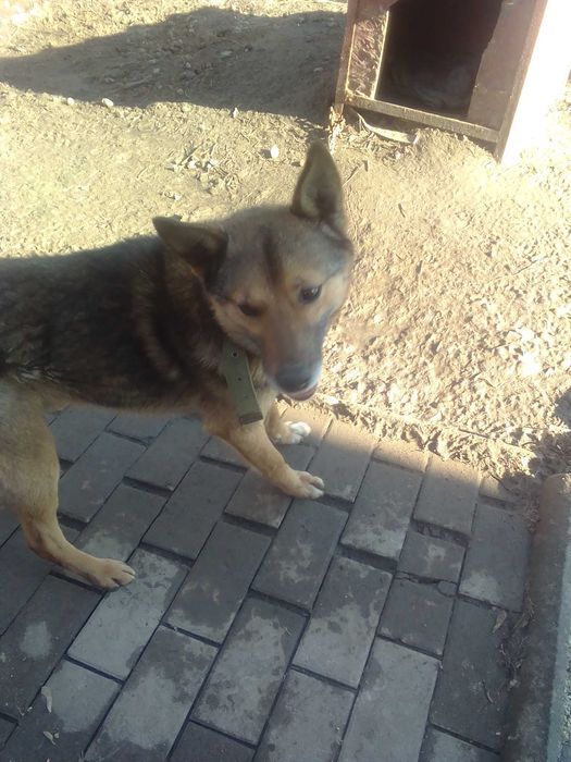 Віддам собаку в добрі руки