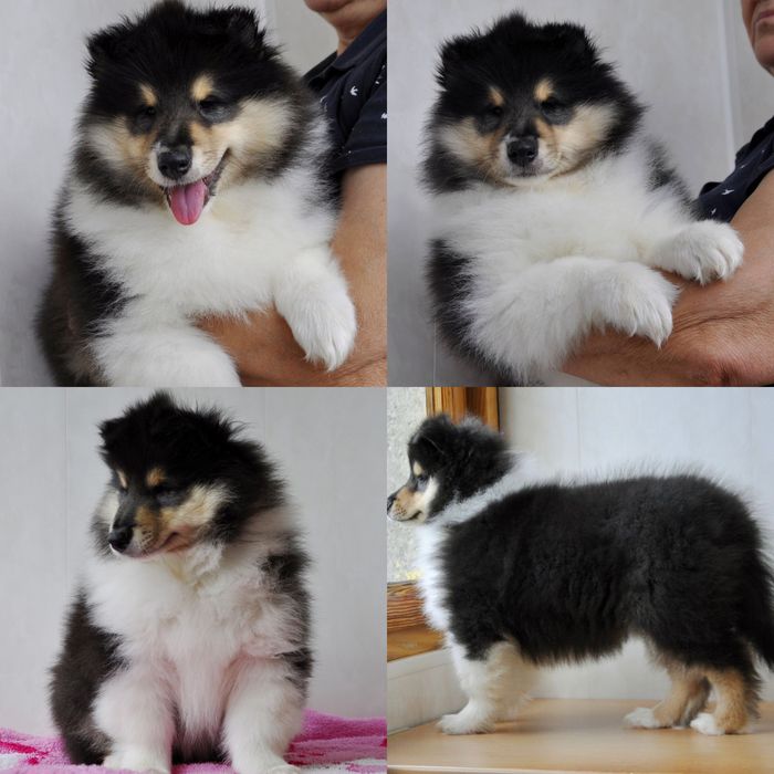 Щенки колли
