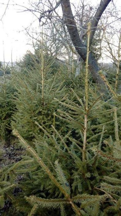 Choinki Cięte Przy Kliencie